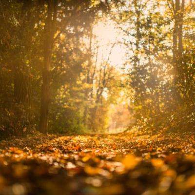 BET9官方APP下载正版下载手机版